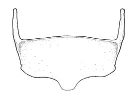   Anthidium atripoides  male, diagram showing ventral view of sixth sternum (S6), diagram from Gonzalez and Griswold 2013 
